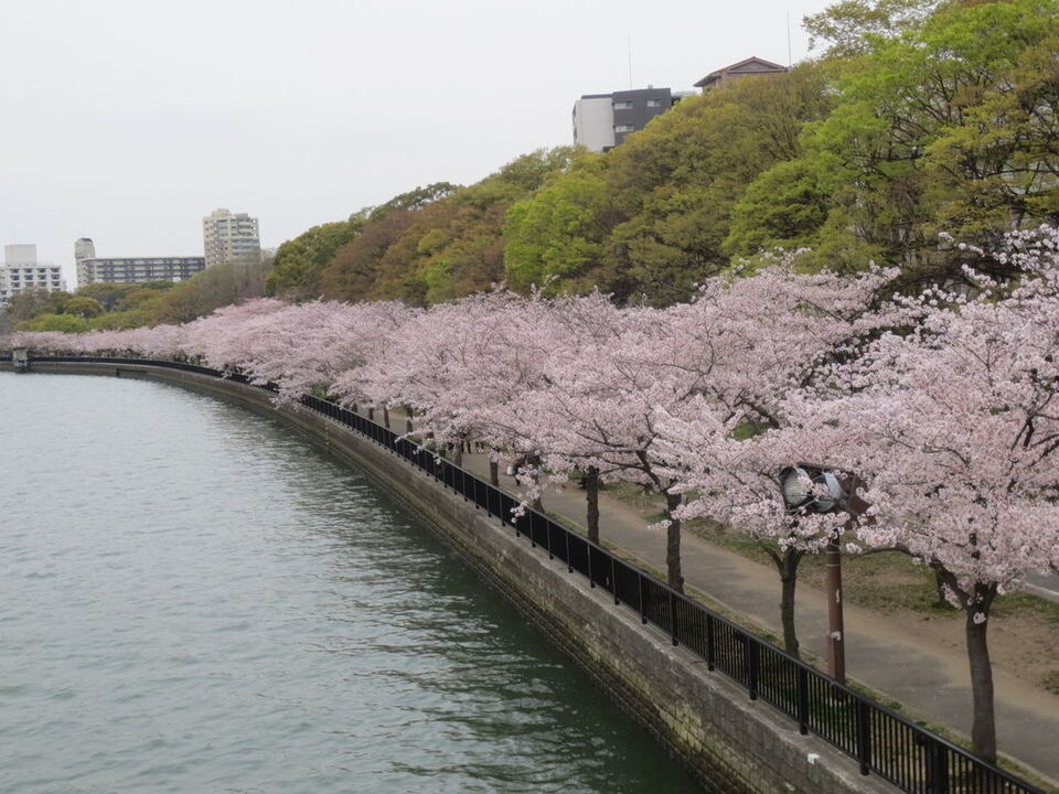 天満橋･大川沿いは桜の名所